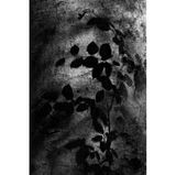 Diese in schwarzweiß umgesetzte Aufnahme von Immo Witgenfeld zeigt den Kreislauf des Lebens im Wald: Im Schatten der großen, alten Bäume wartet der junge Nachwuchs geduldig, bis ein alter Baum fällt und damit Platz für die nächste Generation macht. Sofort strecken sich dann die jungen Bäume dem Licht entgegen