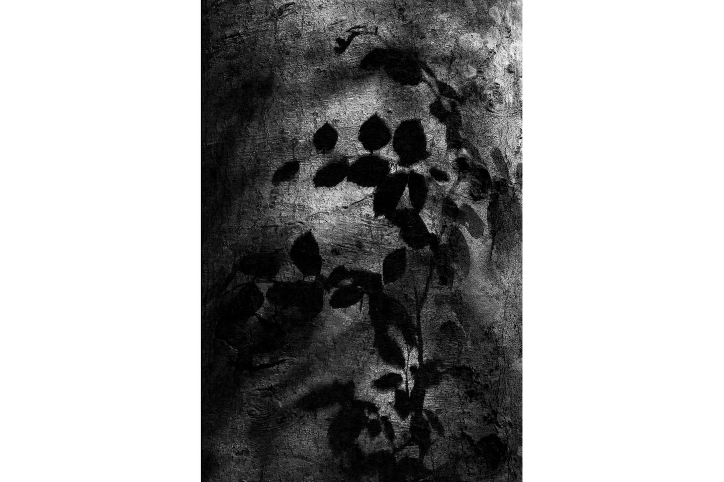 Diese in schwarzweiß umgesetzte Aufnahme von Immo Witgenfeld zeigt den Kreislauf des Lebens im Wald: Im Schatten der großen, alten Bäume wartet der junge Nachwuchs geduldig, bis ein alter Baum fällt und damit Platz für die nächste Generation macht. Sofort strecken sich dann die jungen Bäume dem Licht entgegen