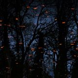 Mit dem farblichem Kontrast zwischen den warmen Rottönen des Buchenlaubs im Wasser und den kalten Farbtönen des bläulichen Abendhimmels in der Spiegelung des Wassers überzeugte Hermann Hirsch die Jury