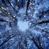 Im Winter gehen die Buchen in die Winterruhe. Im Gegensatz zu Nadelbäumen verbrauchen sie kaum Wasser, so dass sich die Grundwasserspeicher über den Winter besser auffüllen können. Jens Kählert zeigt die Buchen in ungewöhnlicher Perspektive. Auf dem Waldboden liegend, hat der Fotograf eine Lücke im Kronendach aufgenommen. Ein Aufhellblitz ließ die Schneeflocken aufleuchten