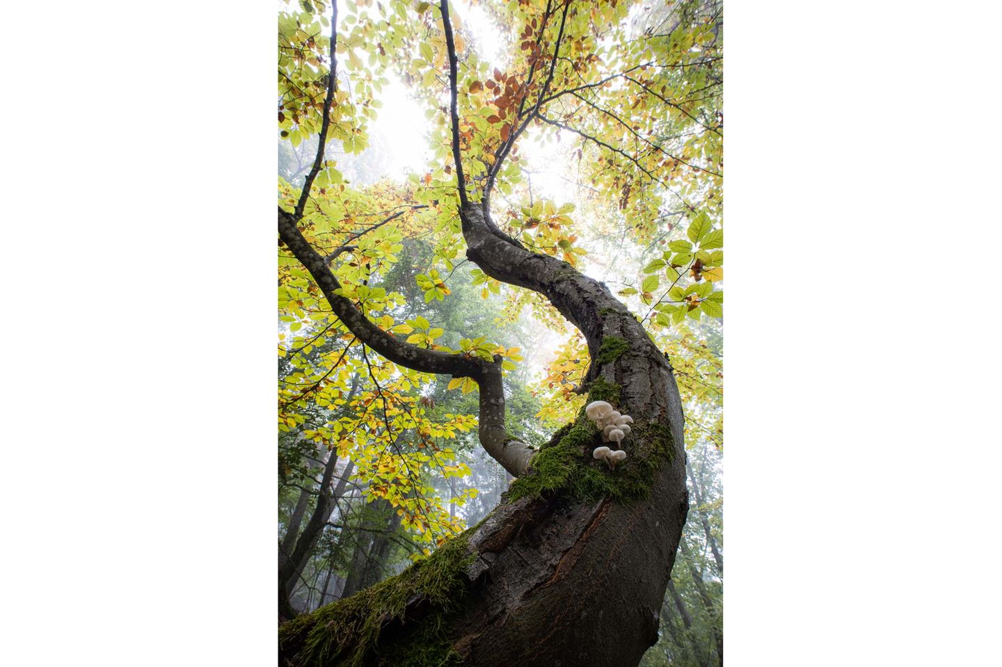 Alte Bäume bieten neuen Nährboden für Pilze. Der Buchenschleimrübling wächst meist an der Rotbuche. Aufgenommen wurde dieses Bild in Bayern. Das Foto von Andreas Trollmann zeichnet sich durch eine geschwungene grafische Linienführung aus