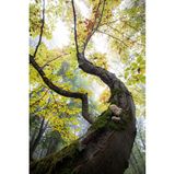 Alte Bäume bieten neuen Nährboden für Pilze. Der Buchenschleimrübling wächst meist an der Rotbuche. Aufgenommen wurde dieses Bild in Bayern. Das Foto von Andreas Trollmann zeichnet sich durch eine geschwungene grafische Linienführung aus