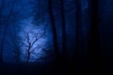 Wie von einem Spot im Gegenlicht wurde die knorrige Buche im letzten Abendlicht von Sigi Zang in Szene gesetzt. Krumme Bäume sind sowohl für Fotografen als auch Naturschützer die interessanteren Exemplare. Das Bild entstand im Nationalpark Jasmund, die Ostsee spiegelt das letzte Abendlicht ins Bild