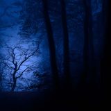 Wie von einem Spot im Gegenlicht wurde die knorrige Buche im letzten Abendlicht von Sigi Zang in Szene gesetzt. Krumme Bäume sind sowohl für Fotografen als auch Naturschützer die interessanteren Exemplare. Das Bild entstand im Nationalpark Jasmund, die Ostsee spiegelt das letzte Abendlicht ins Bild