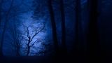 Wie von einem Spot im Gegenlicht wurde die knorrige Buche im letzten Abendlicht von Sigi Zang in Szene gesetzt. Krumme Bäume sind sowohl für Fotografen als auch Naturschützer die interessanteren Exemplare. Das Bild entstand im Nationalpark Jasmund, die Ostsee spiegelt das letzte Abendlicht ins Bild