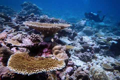 Sechs Jahre nach einer Korallenbleiche hat sich dieses Riff gut erholt