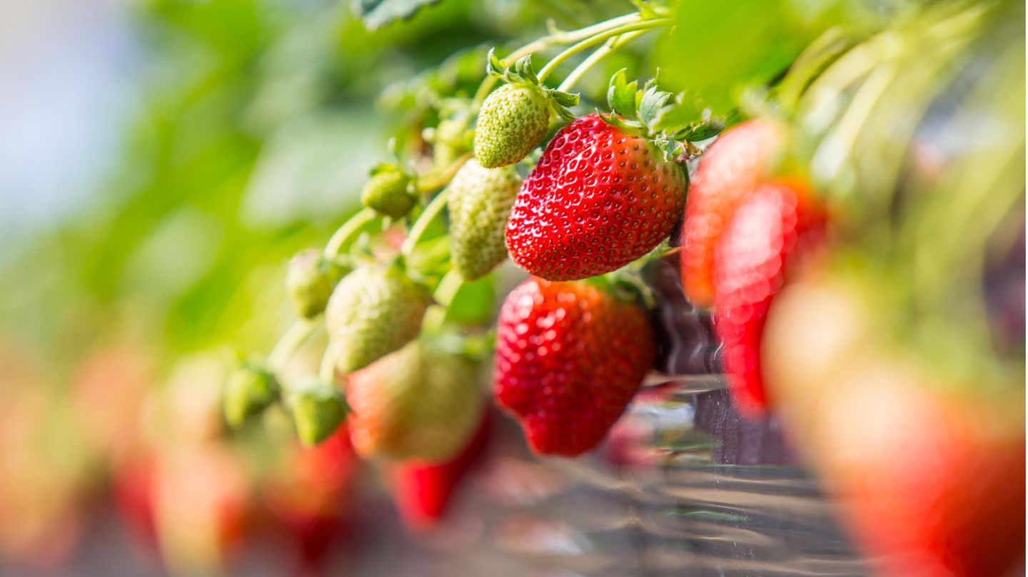 Reife rote und unreife grüne Erdbeeren in einem Blumenkasten