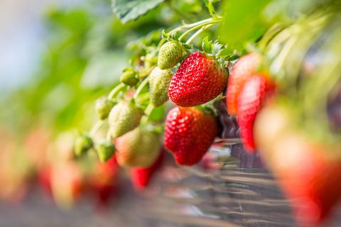 Reife rote und unreife grüne Erdbeeren in einem Blumenkasten
