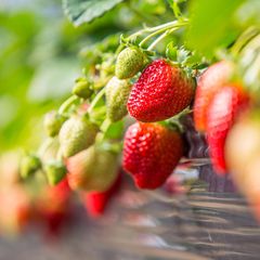 Reife rote und unreife grüne Erdbeeren in einem Blumenkasten