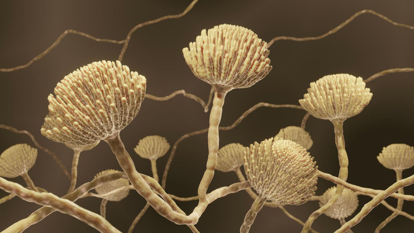 Der Schimmelpilz Aspergillus fumigatus erträgt Temperaturen von bis zu 48 Grad Celsius, Desinfektionsmittel und Trockenheit