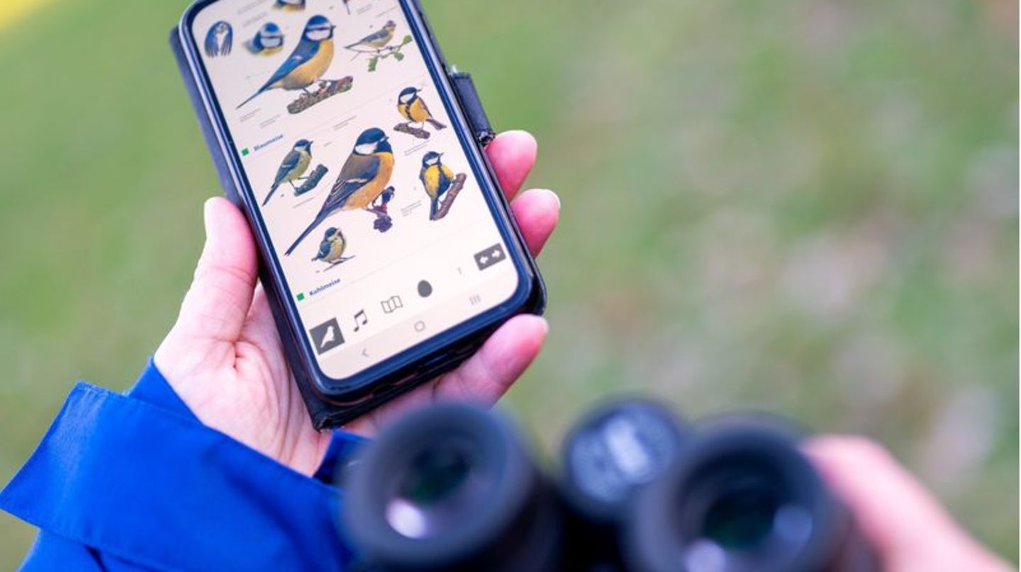 In wenigen Tagen steht wieder die Mitmachaktion des NABU zur Vogelzählung an. In den letzten Jahren zeichnete sich der Trend einer abnehmenden Vielfalt der Vogelarten ab