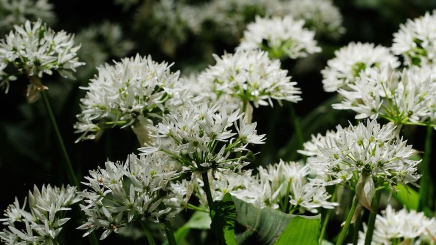 Bärlauchblüte