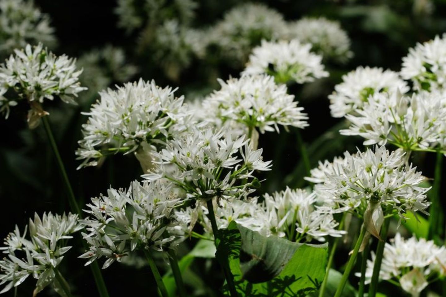 Bärlauchblüte