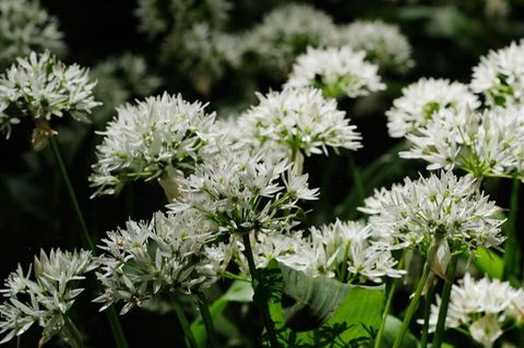 Bärlauchblüte