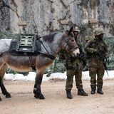 Soldaten vom Gebirgsjägerbataillon 23 mit einem Muli