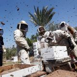 Palästinensische Imker inspizieren Bienenstöcke in einem Bienenhaus im Gazastreifen