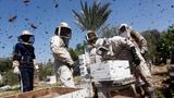 Palästinensische Imker inspizieren Bienenstöcke in einem Bienenhaus im Gazastreifen