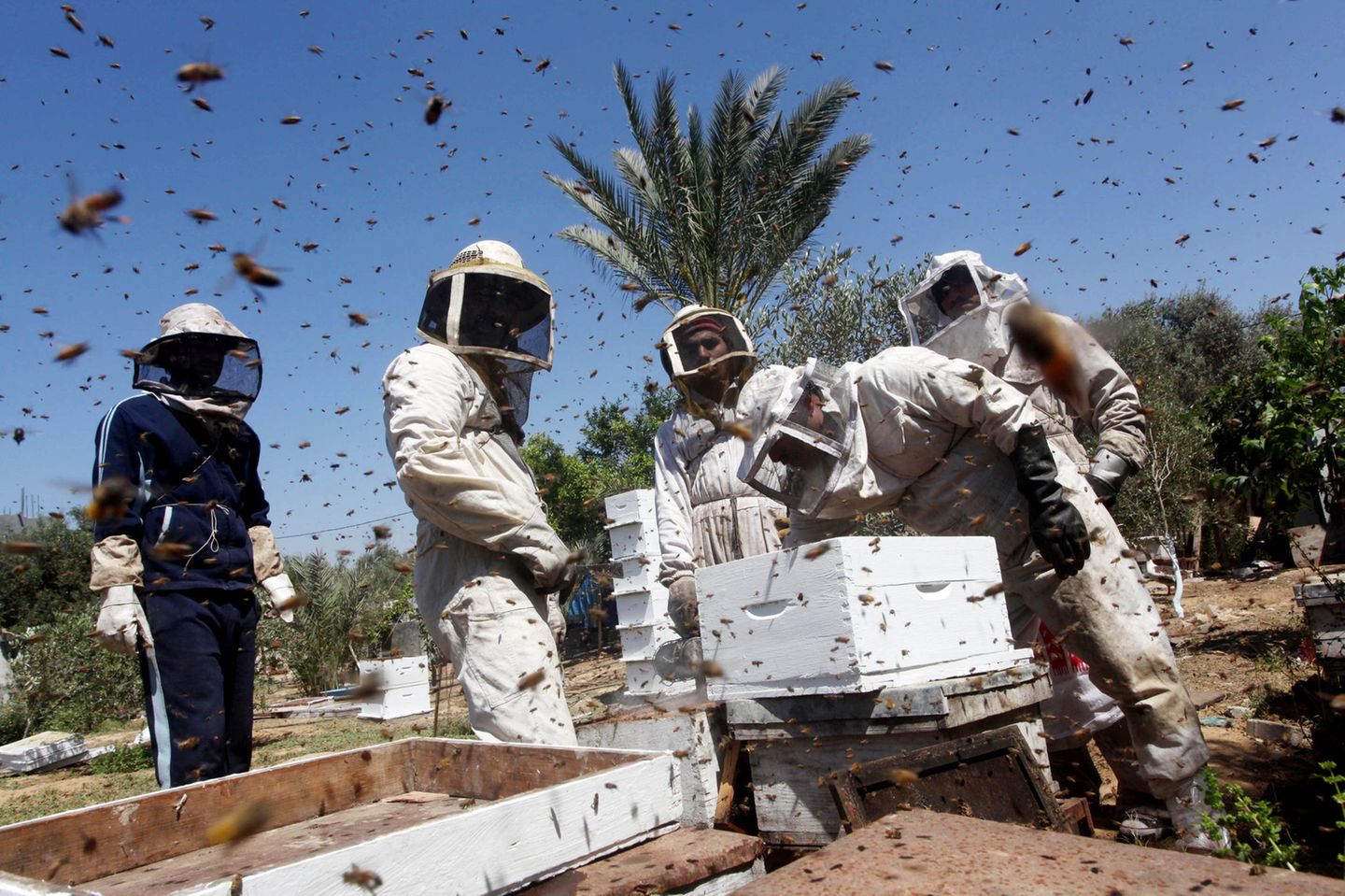 Bienen: Explosionsmaterial aufspüren Palästinensische Imker inspizieren Bienenstöcke in einem Bienenhaus im Gazastreifen