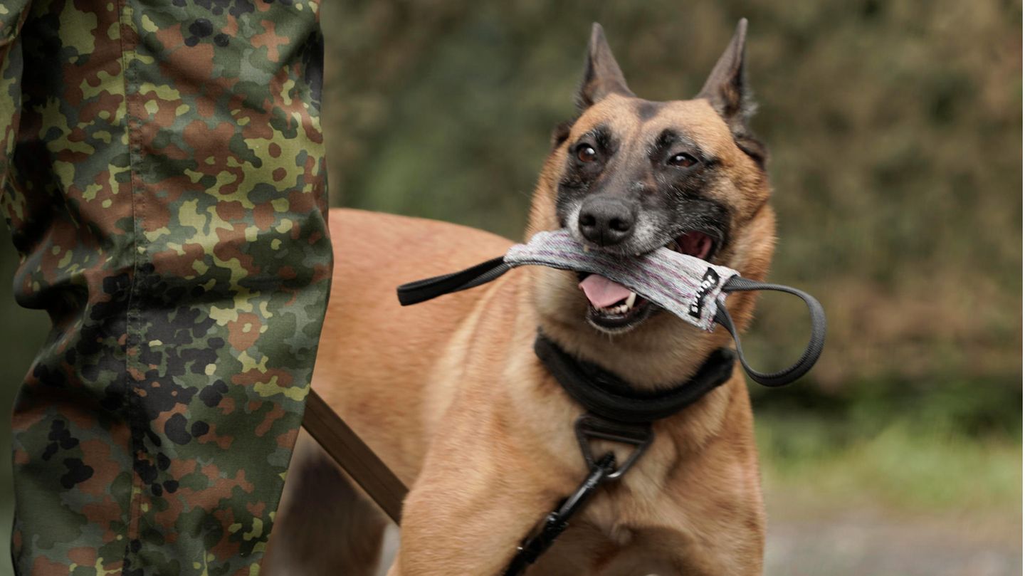 Soldat trainiert mit seinem Hund auf die Vorbreitung zum Einsatz in der Bundeswehr