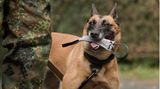 Soldat trainiert mit seinem Hund auf die Vorbreitung zum Einsatz in der Bundeswehr