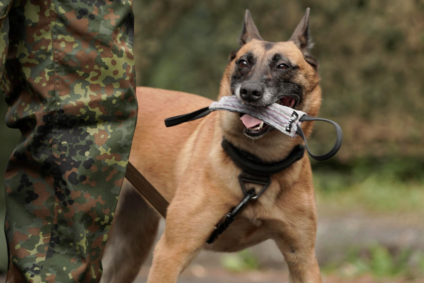 Soldat trainiert mit seinem Hund auf die Vorbreitung zum Einsatz in der Bundeswehr