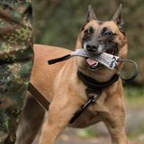 Soldat trainiert mit seinem Hund auf die Vorbreitung zum Einsatz in der Bundeswehr