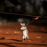 Eine riesige afrikanische Beutelratte an einem Geschirr lernt, einen Zielgeruch zu identifizieren und zu markieren