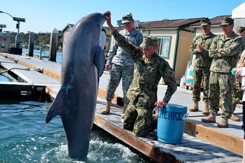 Delfin springt vor einem Soldaten aus dem Wasser