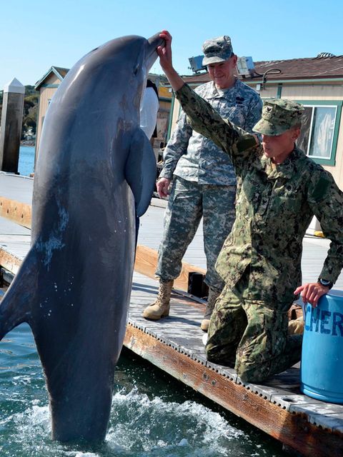 Delfin springt vor einem Soldaten aus dem Wasser