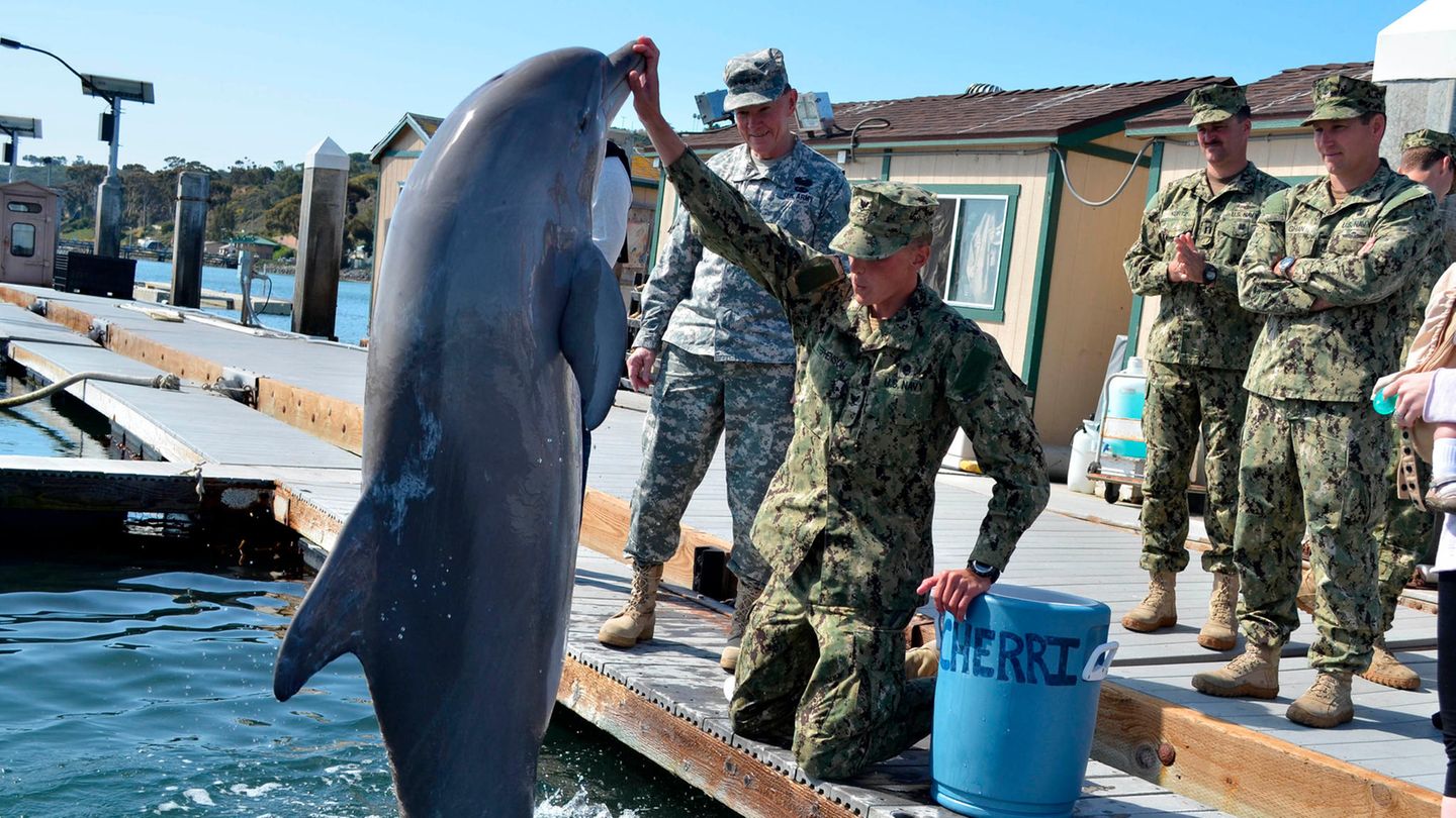 Delfin springt vor einem Soldaten aus dem Wasser