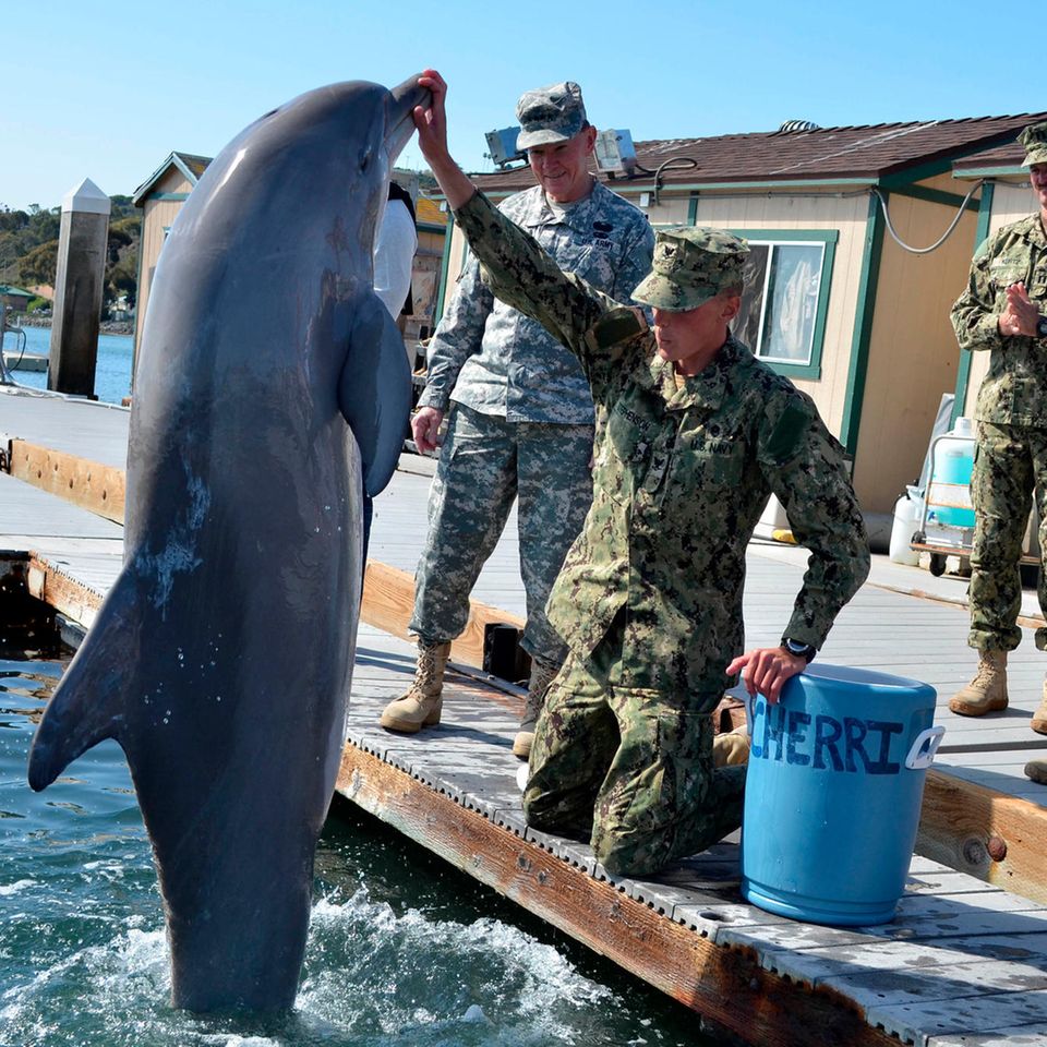 Delfin springt vor einem Soldaten aus dem Wasser
