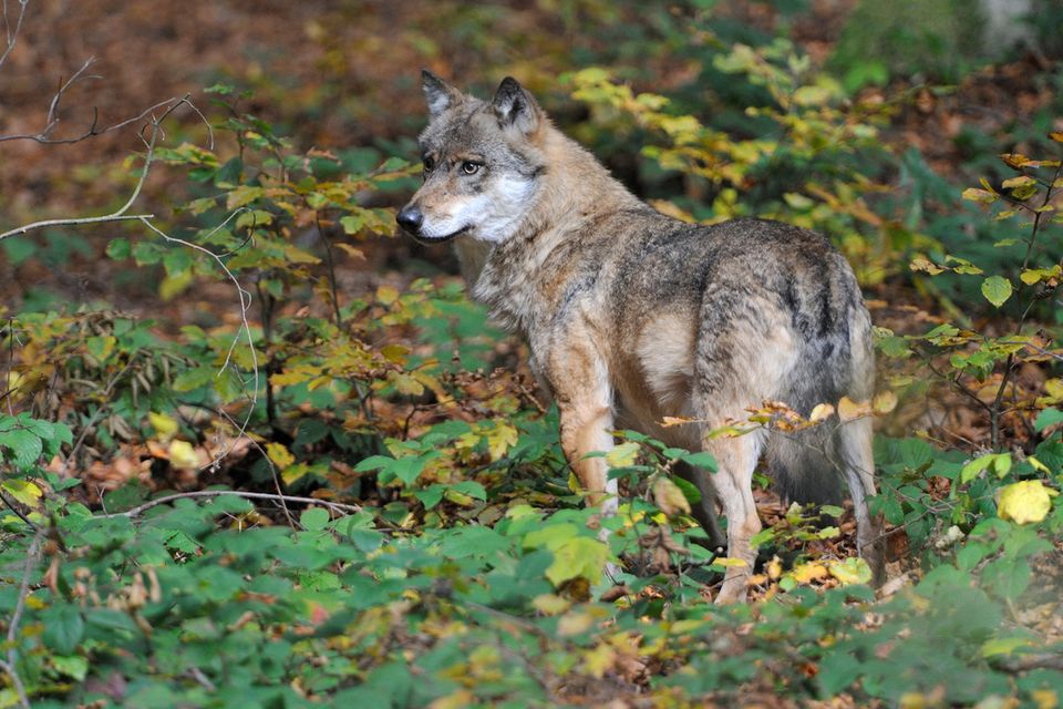 Aufmerksamer Grauwolf im Wald
