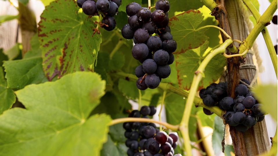 Weinreben Weinreben