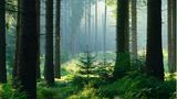 Unberührter nebliger naturnaher Fichtenwald im Gegenlicht