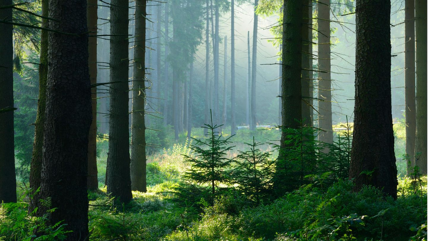 Waldesruh im Nationalpark Harz Unberührter nebliger naturnaher Fichtenwald im Gegenlicht