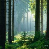 Unberührter nebliger naturnaher Fichtenwald im Gegenlicht