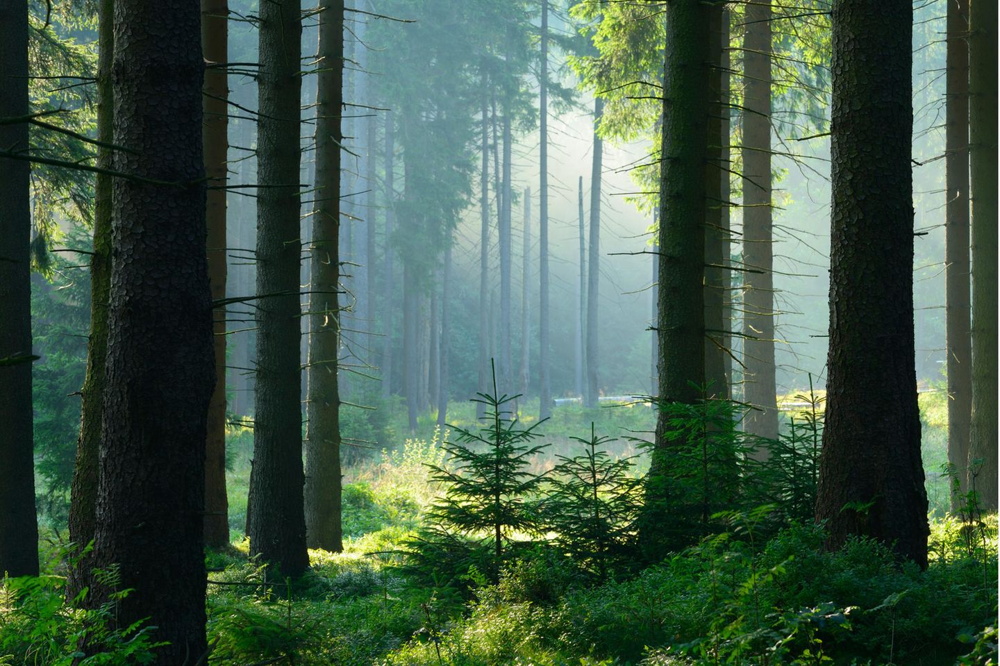 Unberührter nebliger naturnaher Fichtenwald im Gegenlicht