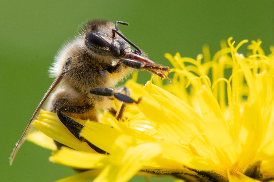 Eine Biene streift mit zwei Beinen ihren Rüssel ab