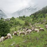 Schafe grasen auf einer großen Bergwiese im Nationalpark Ecrins