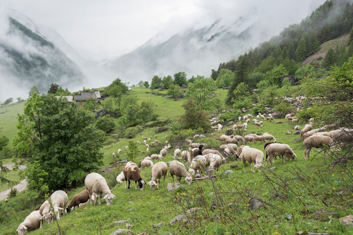 Schafe grasen auf einer großen Bergwiese im Nationalpark Ecrins