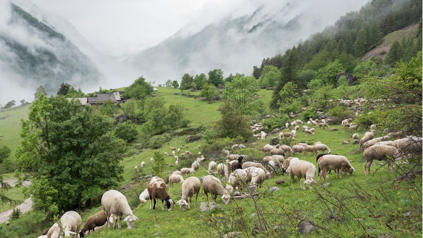 Zu Gast bei Schaf und Alpensteinbock Schafe grasen auf einer großen Bergwiese im Nationalpark Ecrins