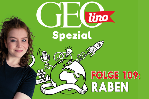 In Folge 109 unseres GEOlino-Podcasts geht es um gefiederte Genies: Raben