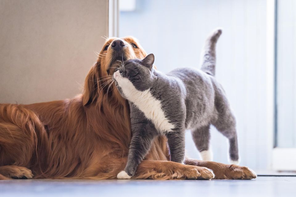 Hellbrauner Hund und graue Katze schmusen