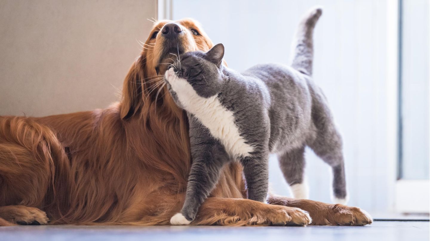 Hellbrauner Hund und graue Katze mit Fellwechsel schmusen