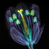 Leuchtende Gänserauke