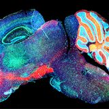 Farbspiel GABA-Neurone