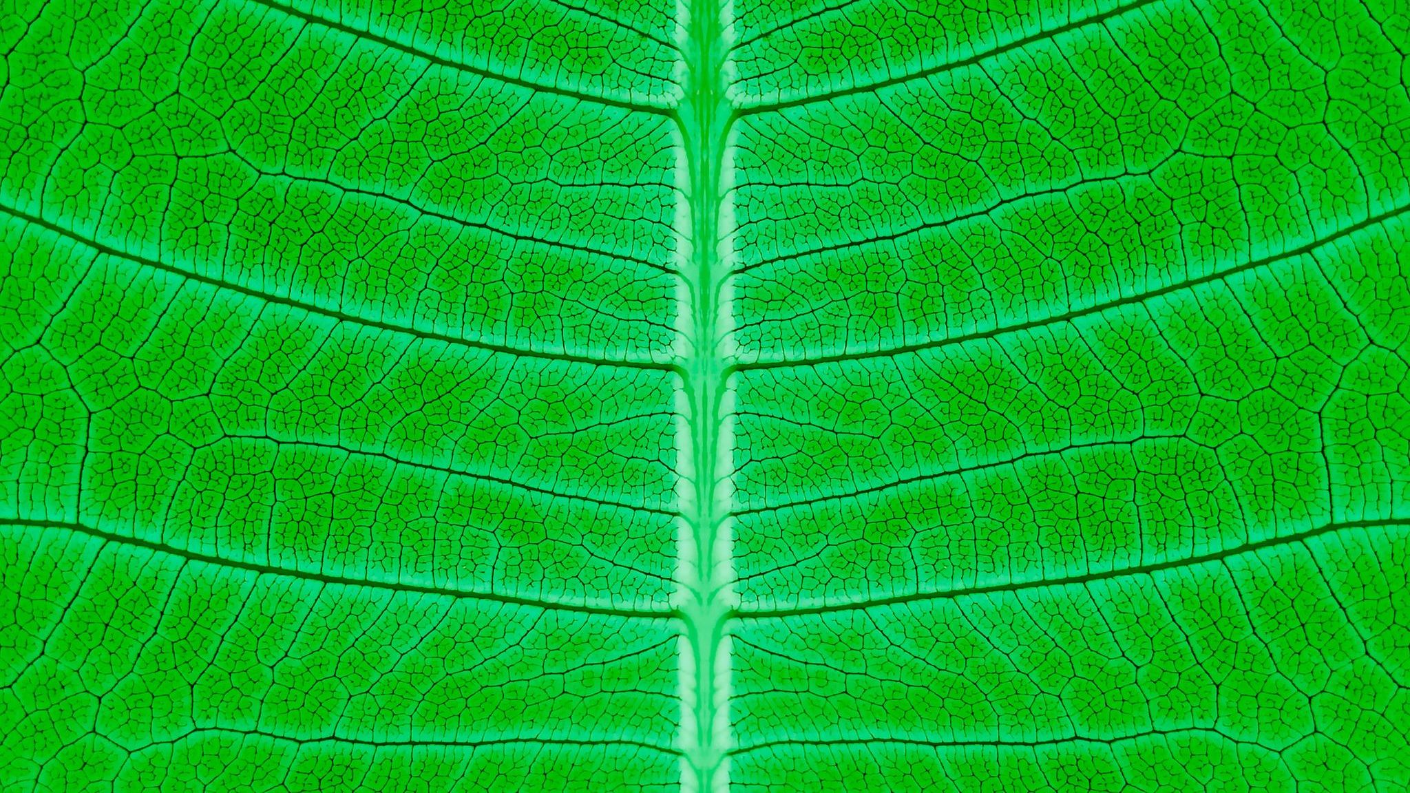Jedes Blatt ist eine kleine Fabrik, die unermüdlich aus Wasser, Kohlendioxid und Sonnenlicht den Treibstoff der Pflanze erschafft: Glukose 