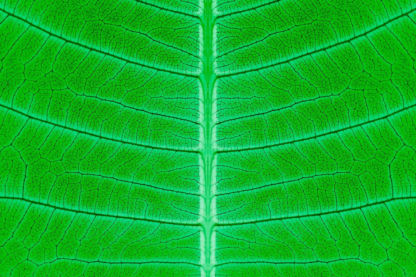 Jedes Blatt ist eine kleine Fabrik, die unermüdlich aus Wasser, Kohlendioxid und Sonnenlicht den Treibstoff der Pflanze erschafft: Glukose 