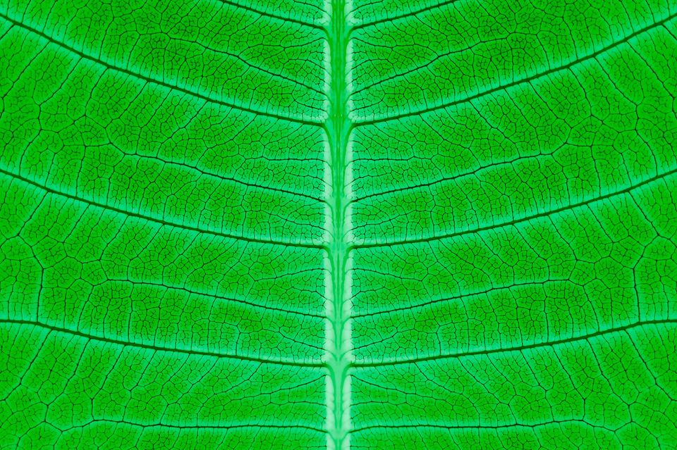 Jedes Blatt ist eine kleine Fabrik, die unermüdlich aus Wasser, Kohlendioxid und Sonnenlicht den Treibstoff der Pflanze erschafft: Glukose   1.11