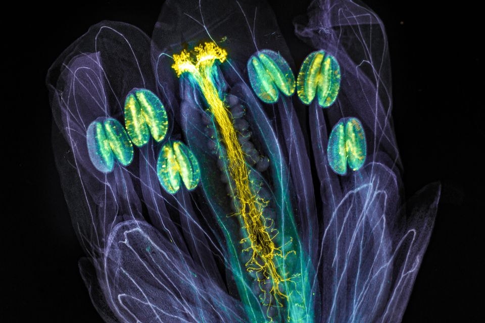 Fotowettbewerb: Leuchtende Pollen und romantische Zellen: Wenn Lichtmikroskopie zu Kunst wird